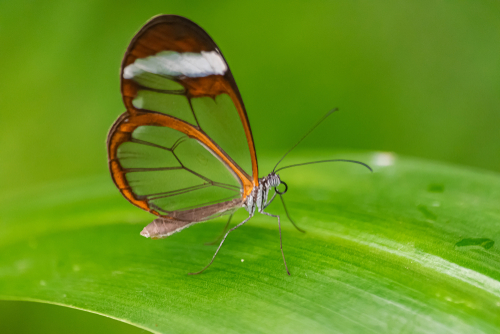 photo of glasswing butterfly on a leaf